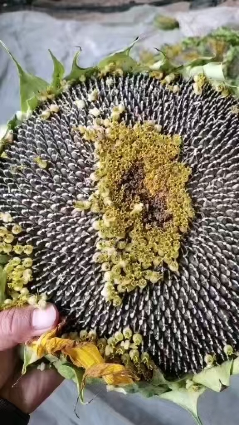 【千人收藏】河南向日葵/鲜向日葵/精选向日葵/颗粒饱满