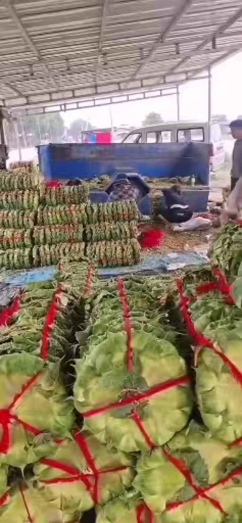 【千人收藏】河南向日葵/鲜向日葵/精选向日葵/颗粒饱满