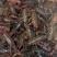 江苏金湖县清水小龙虾硬567青虾