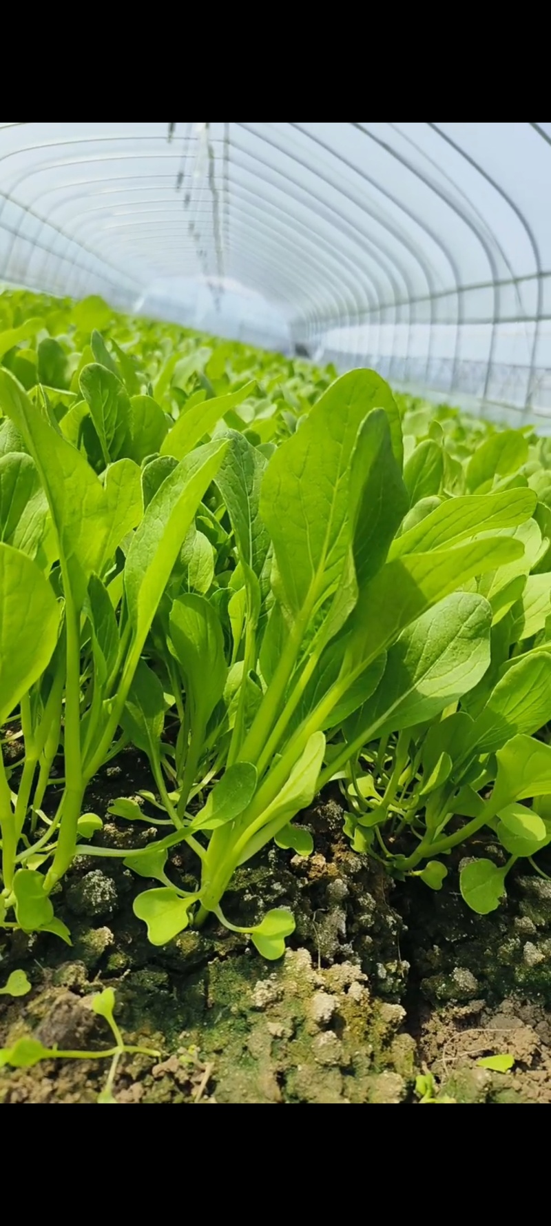 鸡毛菜毛毛菜小青菜小毛菜精品毛毛菜