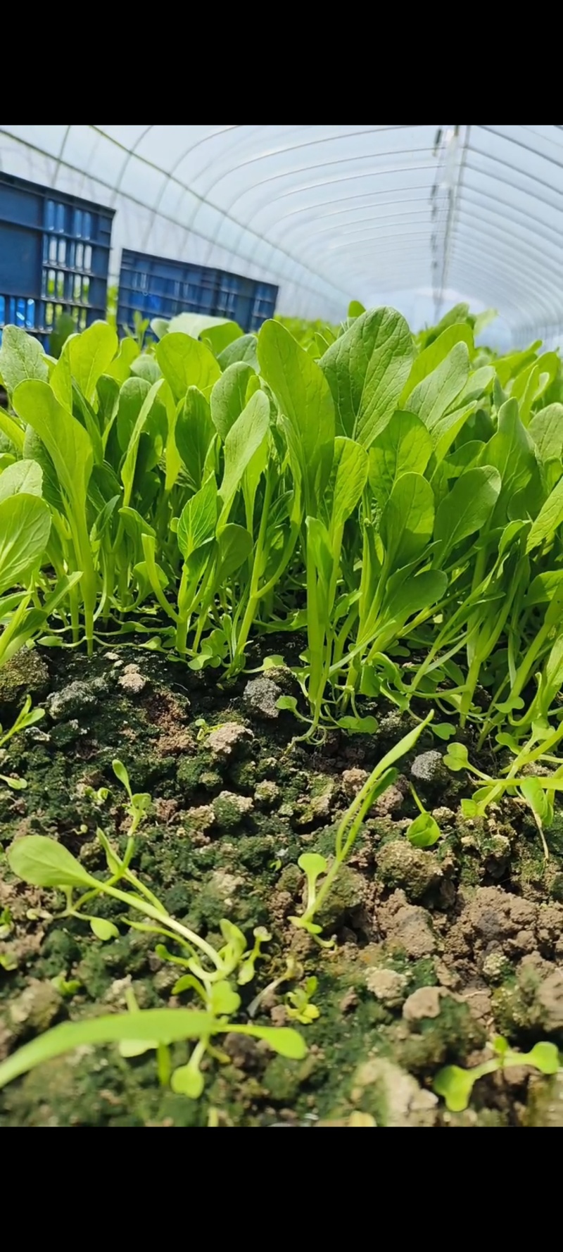 鸡毛菜毛毛菜小青菜小毛菜精品毛毛菜