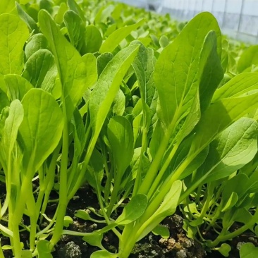 鸡毛菜毛毛菜小青菜小毛菜精品毛毛菜