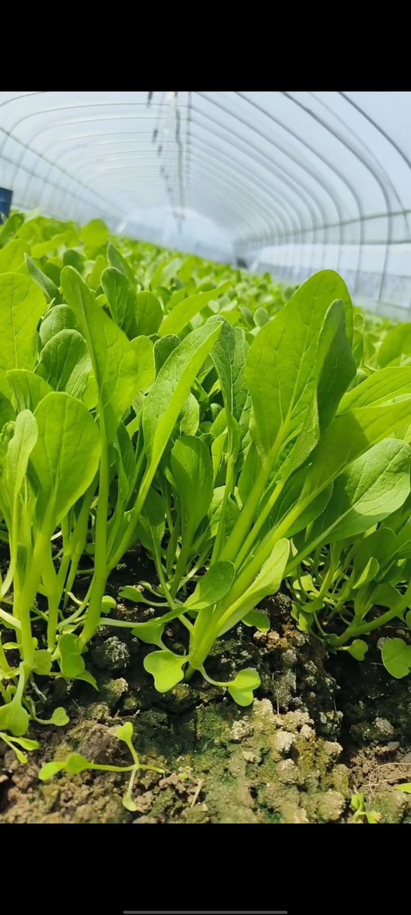 鸡毛菜毛毛菜小青菜小毛菜精品毛毛菜