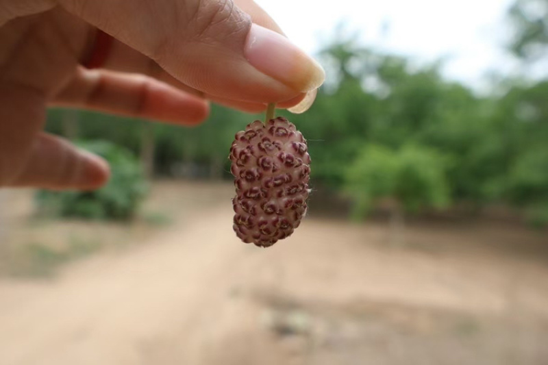 桑葚正当季童年小时候的味道～现摘现发