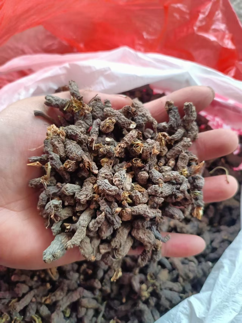 天葵子千年老鼠屎水洗货无杂质干度好一手货源产地直供