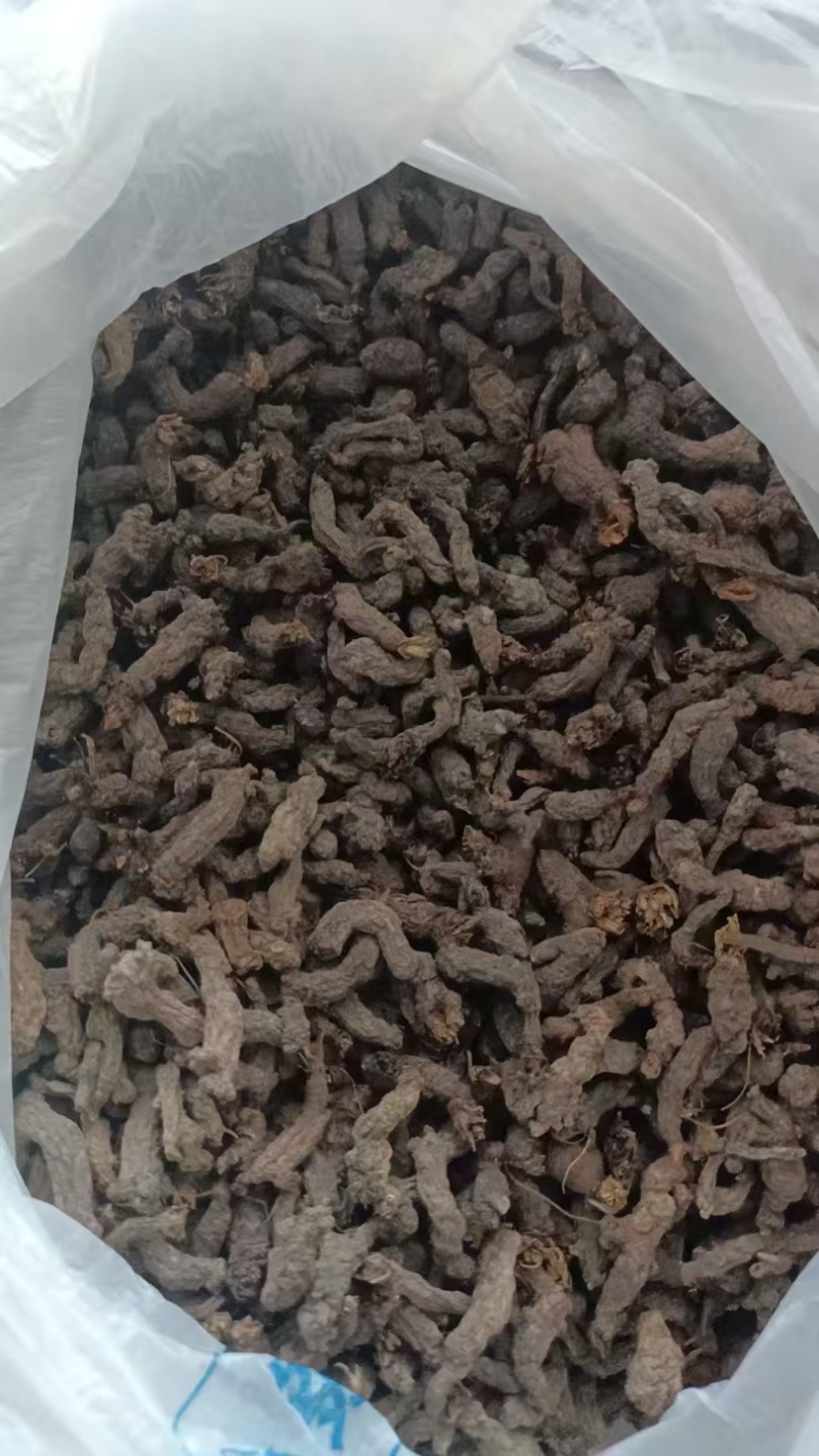 天葵子千年老鼠屎水洗货无杂质干度好一手货源产地直供