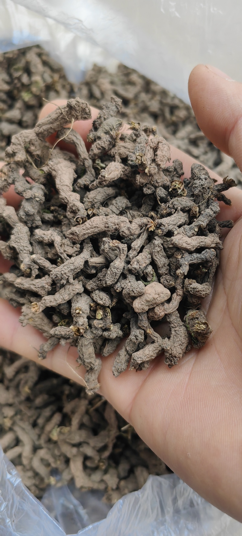 天葵子千年老鼠屎水洗货无杂质干度好一手货源产地直供