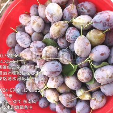 新疆伊犁本地法兰西西梅，果农直销，无中间商，量大从优！