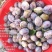 新疆伊犁本地法兰西西梅，果农直销，无中间商，量大从优！