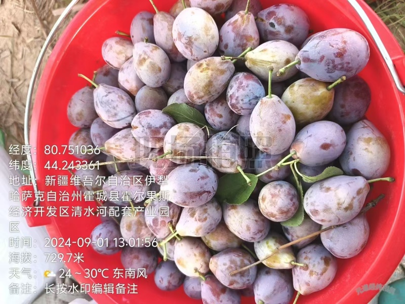 新疆伊犁本地法兰西西梅，果农直销，无中间商，量大从优！