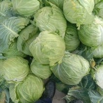 蔬菜种植供应全国