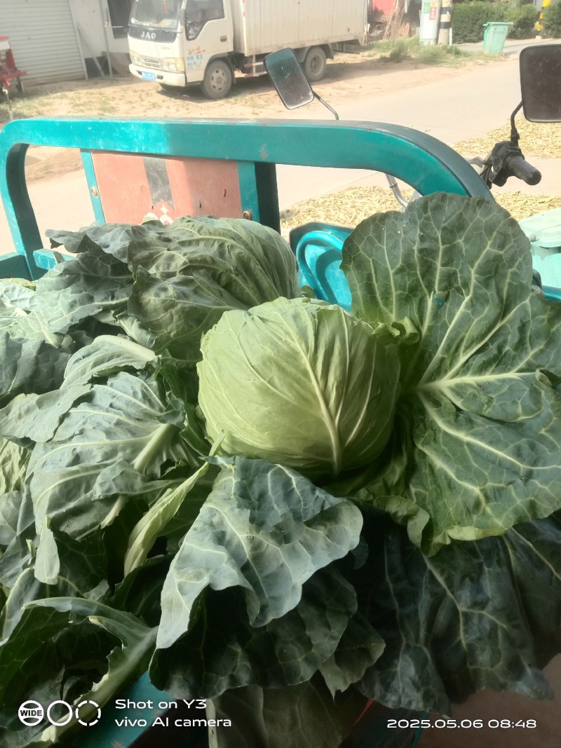 蔬菜种植供应全国