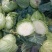 蔬菜种植供应全国