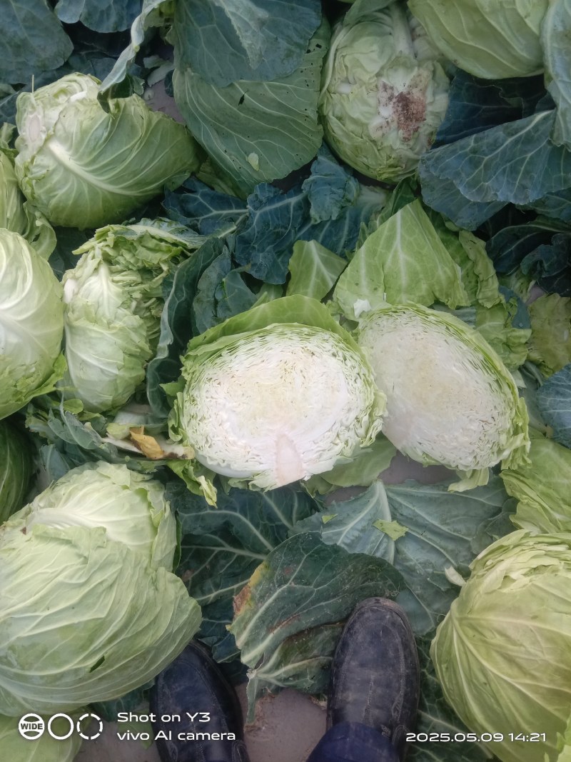 蔬菜种植供应全国
