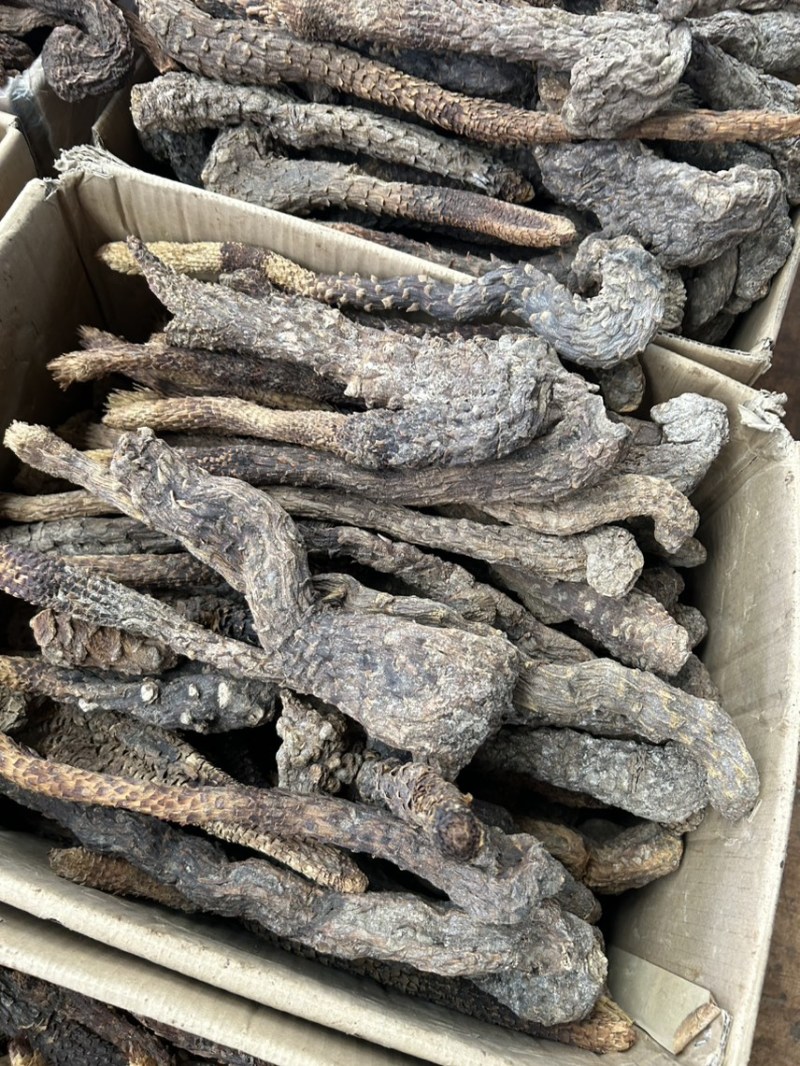 肉苁蓉肉苁蓉肉苁蓉供应