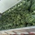 锦王，美都西瓜
