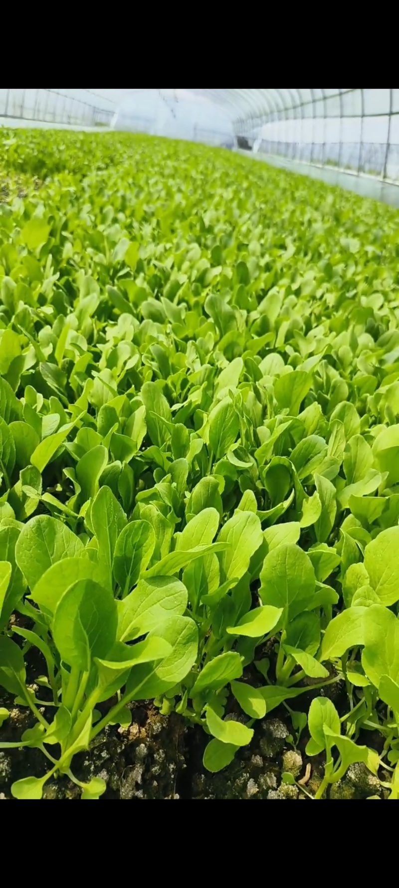 鸡毛菜毛毛菜小青菜小毛菜精品毛毛菜
