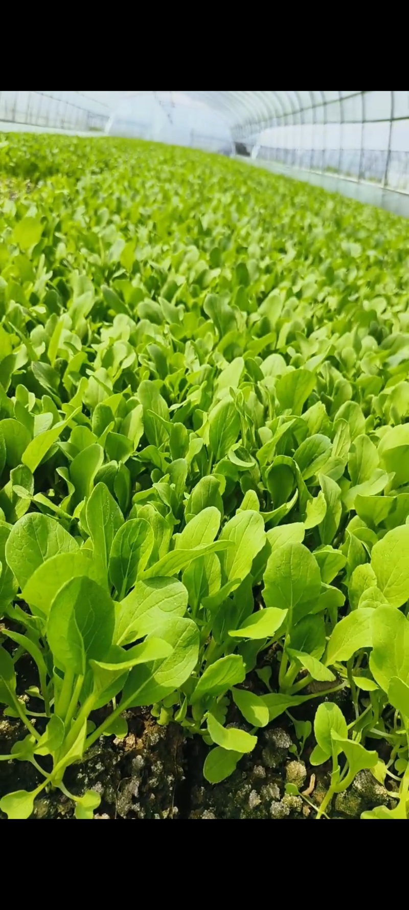 鸡毛菜毛毛菜小青菜小毛菜精品毛毛菜