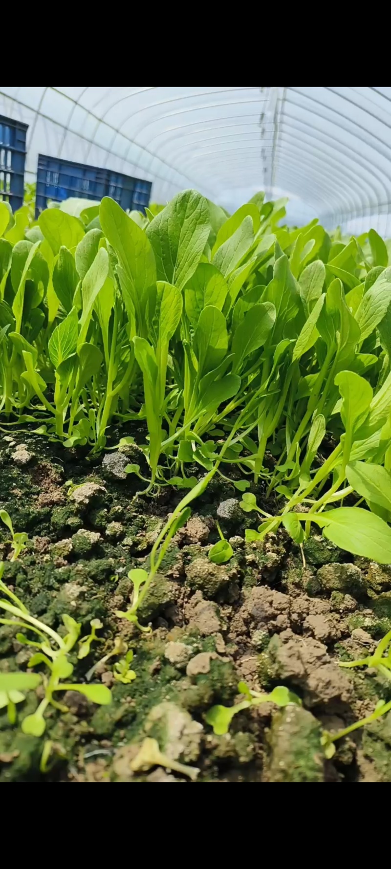 鸡毛菜毛毛菜小青菜小毛菜精品毛毛菜