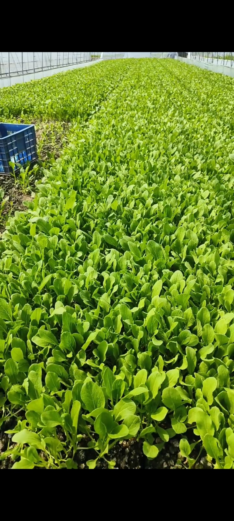 鸡毛菜毛毛菜小青菜小毛菜精品毛毛菜