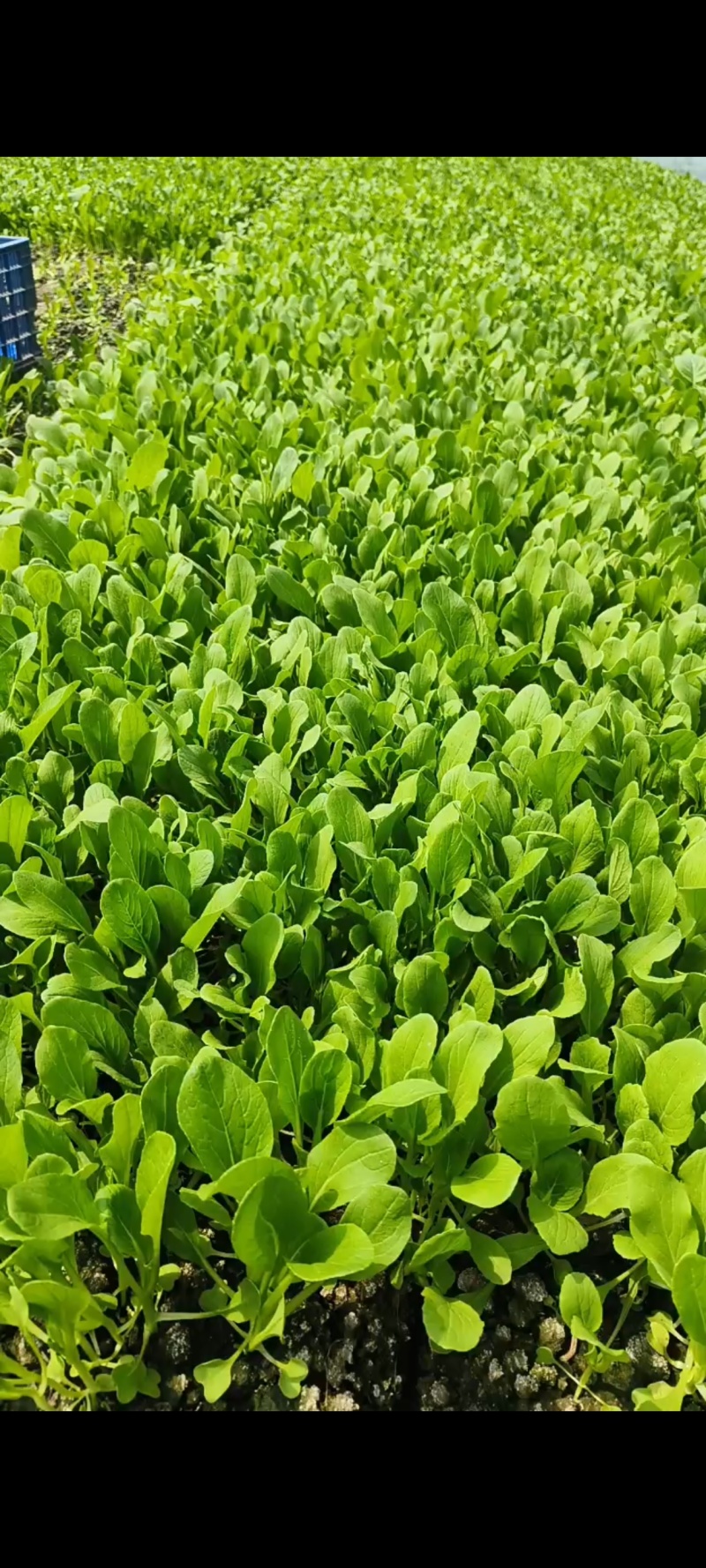 鸡毛菜毛毛菜小青菜小毛菜精品毛毛菜