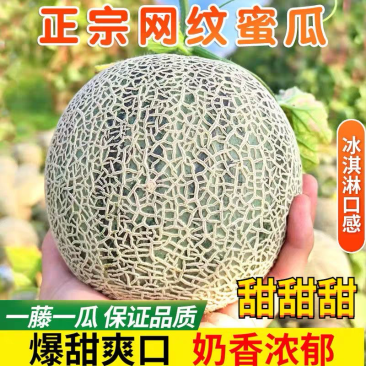 山东网纹蜜瓜，一件代发，支持各大电商，抖~快~拼~淘~视