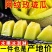 山东网纹蜜瓜，一件代发，支持各大电商，抖~快~拼~淘~视
