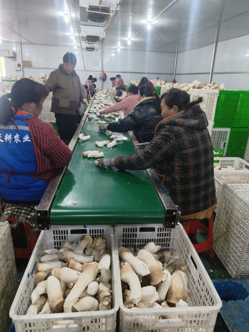 杏鲍菇种植基地