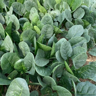 夏播王大叶菠菜种子耐热越夏抗高温春秋抗病菠菜阳台蔬菜