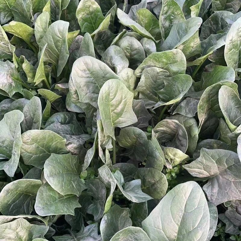 夏播王大叶菠菜种子耐热越夏抗高温春秋抗病菠菜阳台蔬菜
