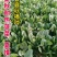 夏播王大叶菠菜种子耐热越夏抗高温春秋抗病菠菜阳台蔬菜