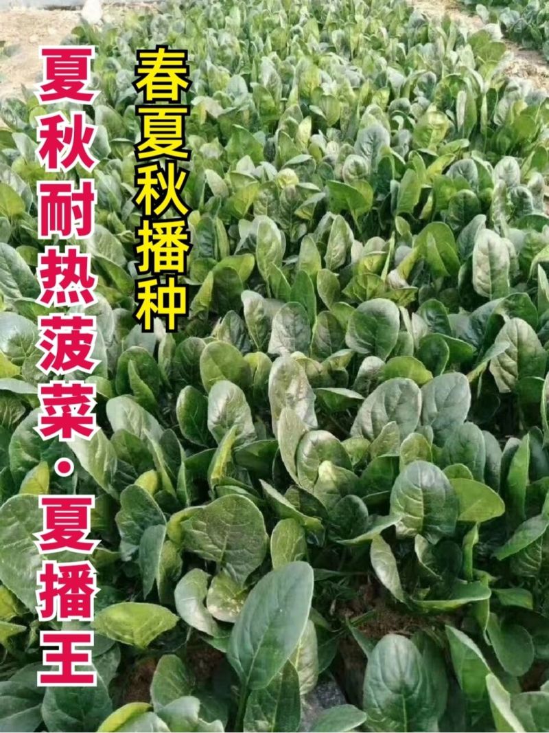夏播王大叶菠菜种子耐热越夏抗高温春秋抗病菠菜阳台蔬菜