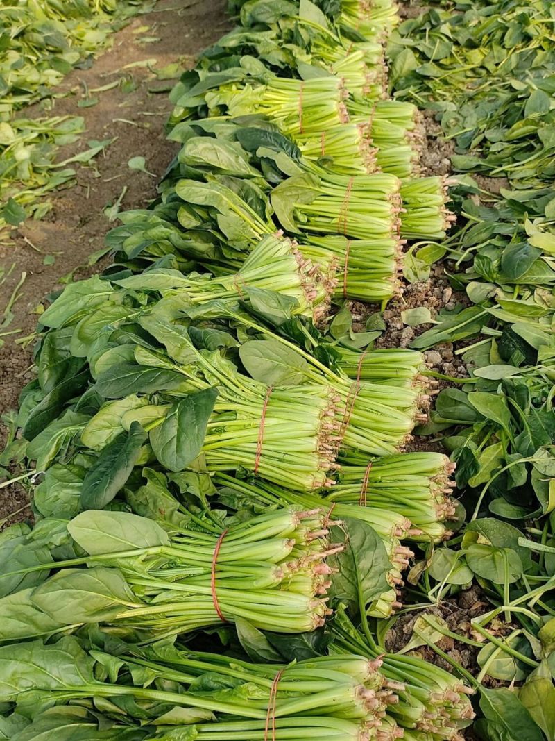 夏播王大叶菠菜种子耐热越夏抗高温春秋抗病菠菜阳台蔬菜