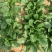 夏播王大叶菠菜种子耐热越夏抗高温春秋抗病菠菜阳台蔬菜