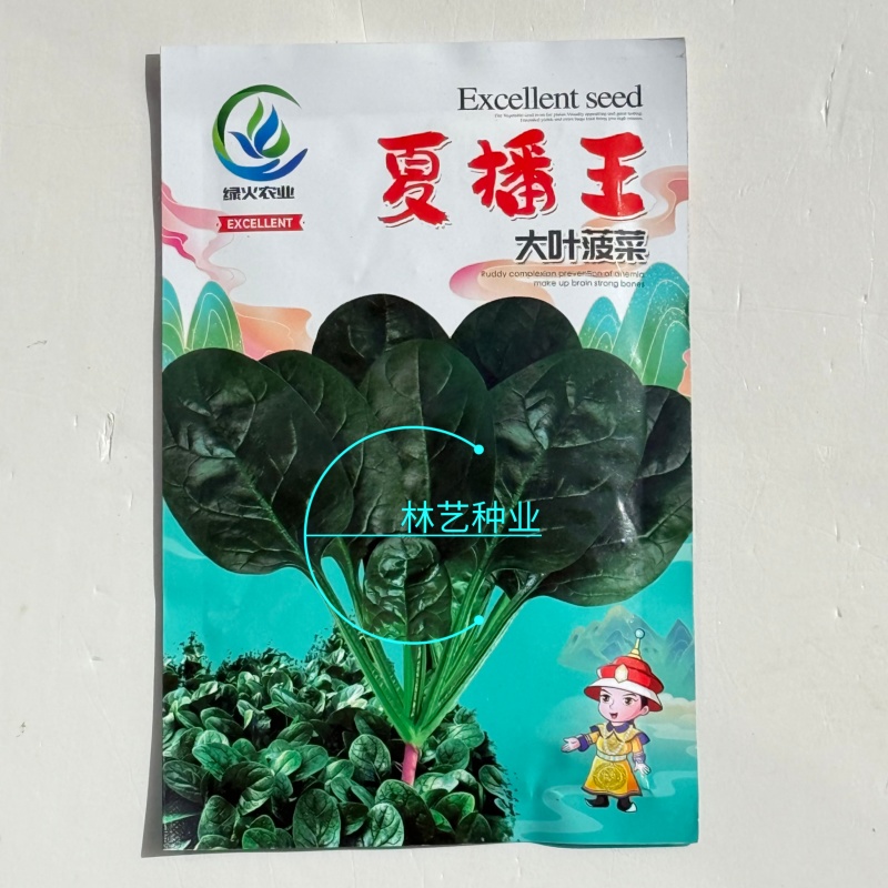 夏播王大叶菠菜种子耐热越夏抗高温春秋抗病菠菜阳台蔬菜