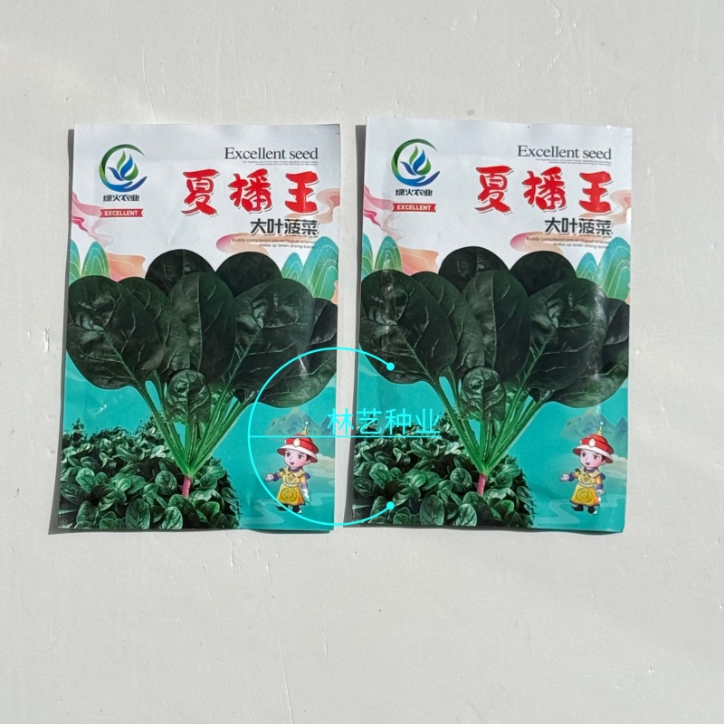 夏播王大叶菠菜种子耐热越夏抗高温春秋抗病菠菜阳台蔬菜