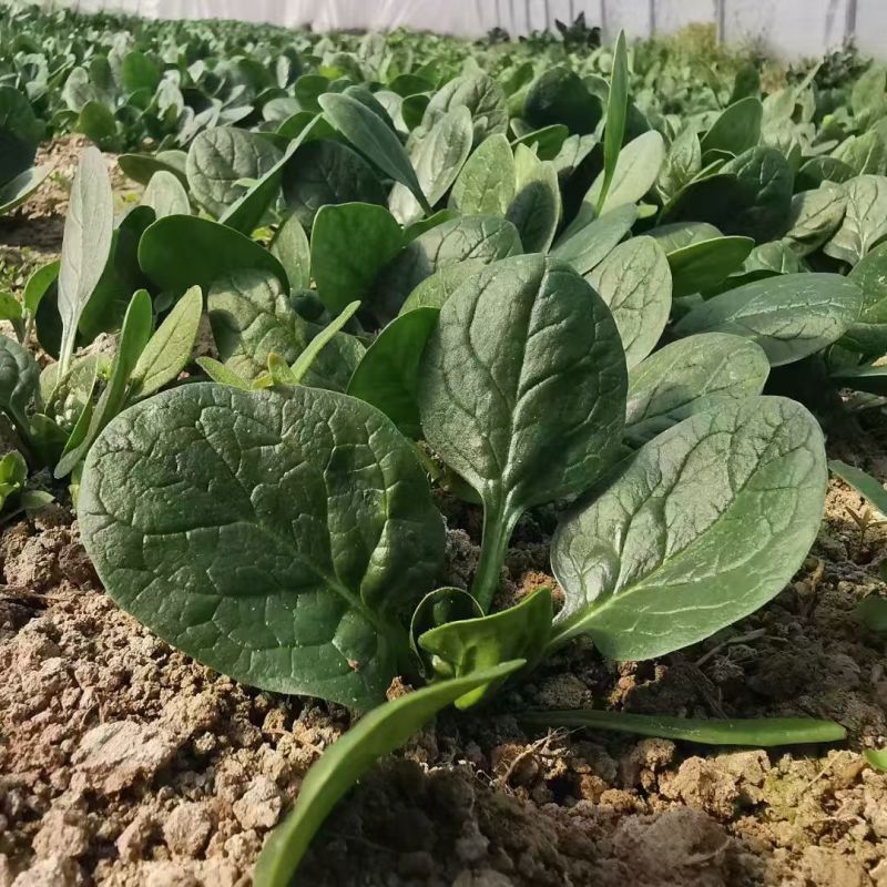 烈火菠菜种子夏季耐热大叶菠菜种籽叶片肥厚深绿抗病耐抽苔
