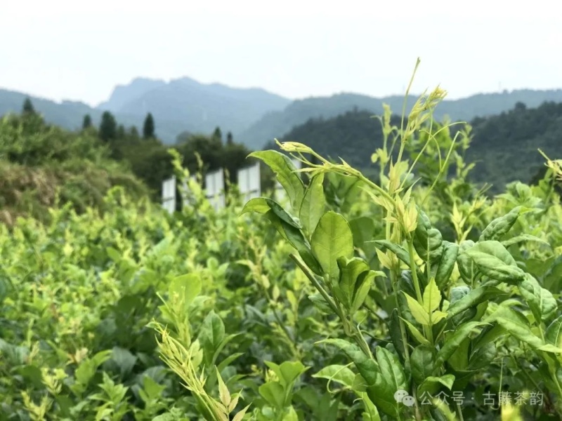 张家界莓茶批发
