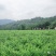 张家界莓茶批发