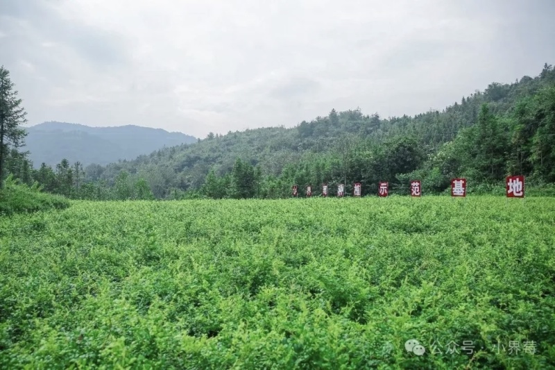 张家界莓茶批发