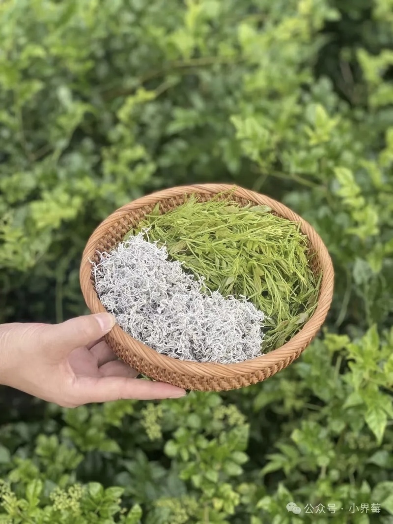 张家界莓茶批发