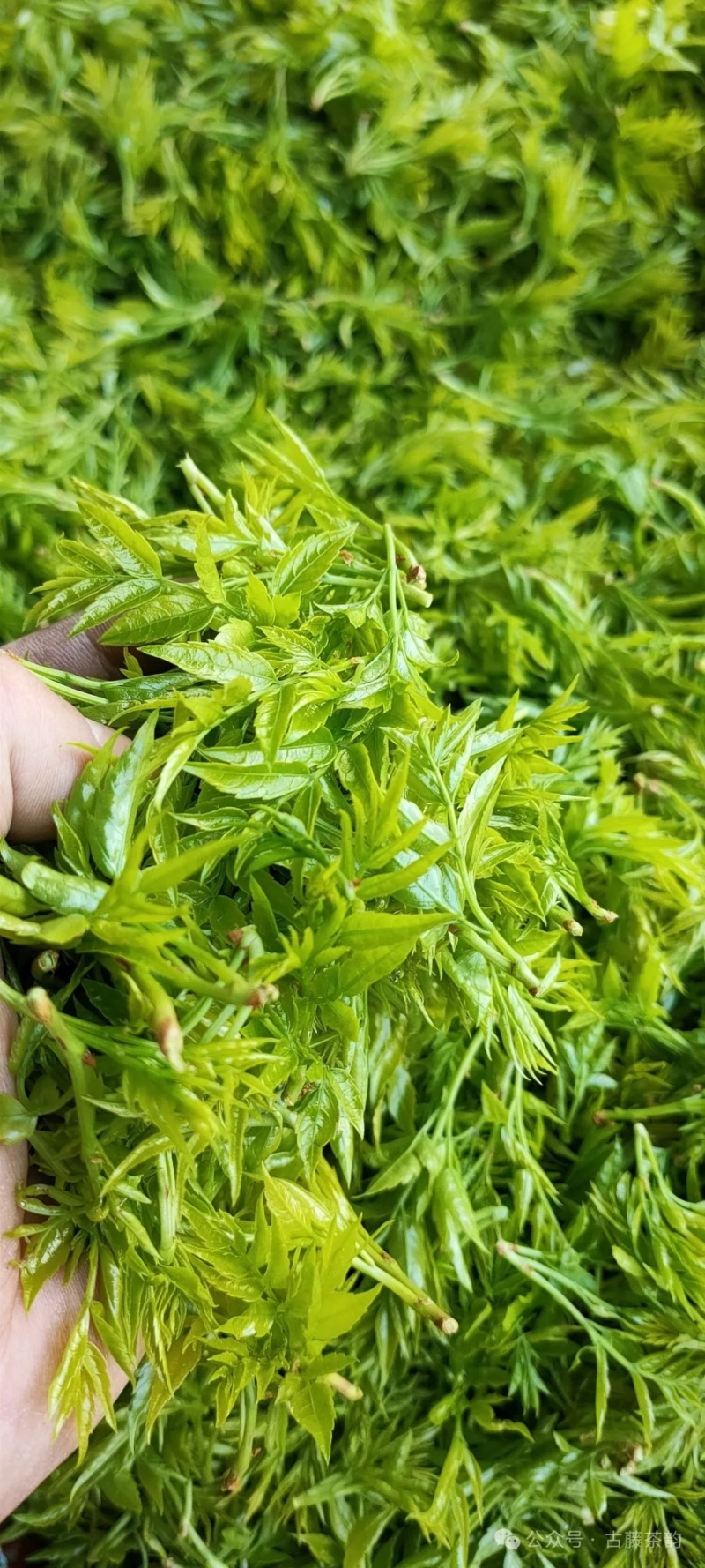 张家界莓茶批发