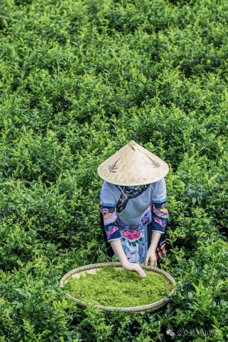 张家界莓茶批发