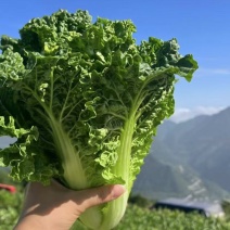 毛白菜高山毛白菜产地一手货源保质保量可视频看货