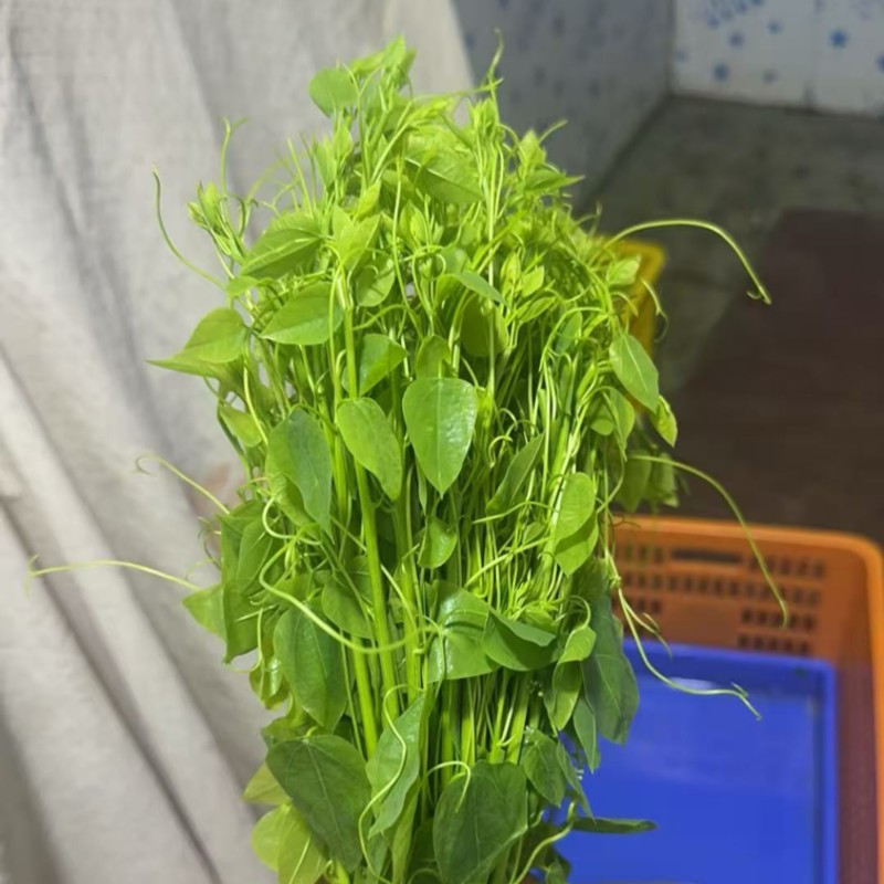 辣木菜