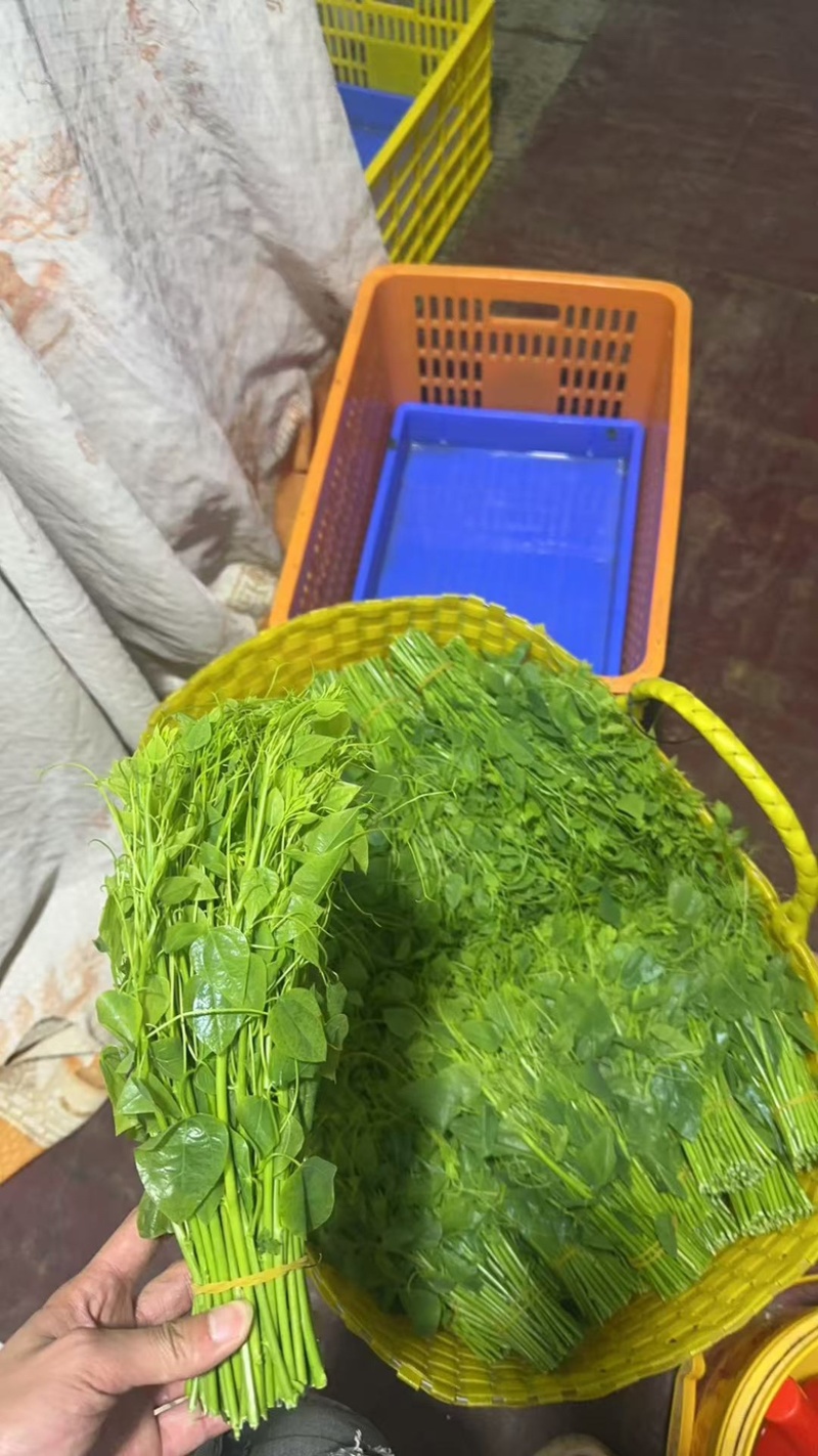 辣木菜