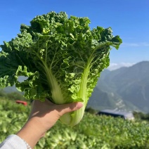 毛白菜小白菜高山白菜产地一手货源保质保量欢迎订购