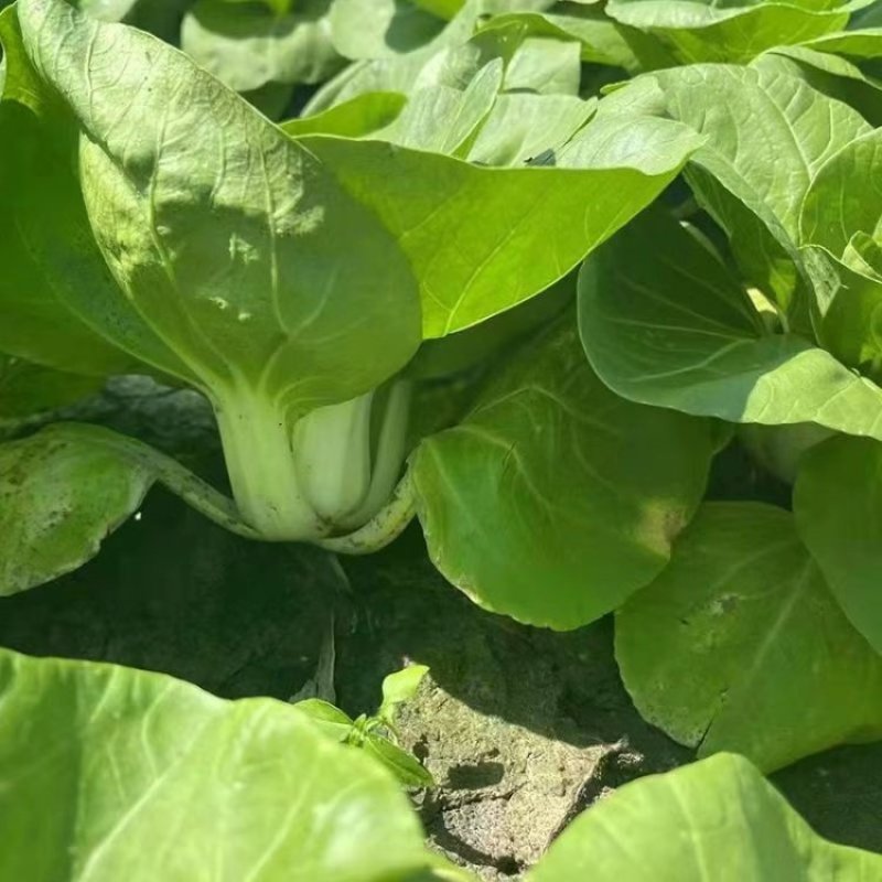 领跑二号小白菜种子不结球白菜种子白梗青菜春夏秋小颗型白菜