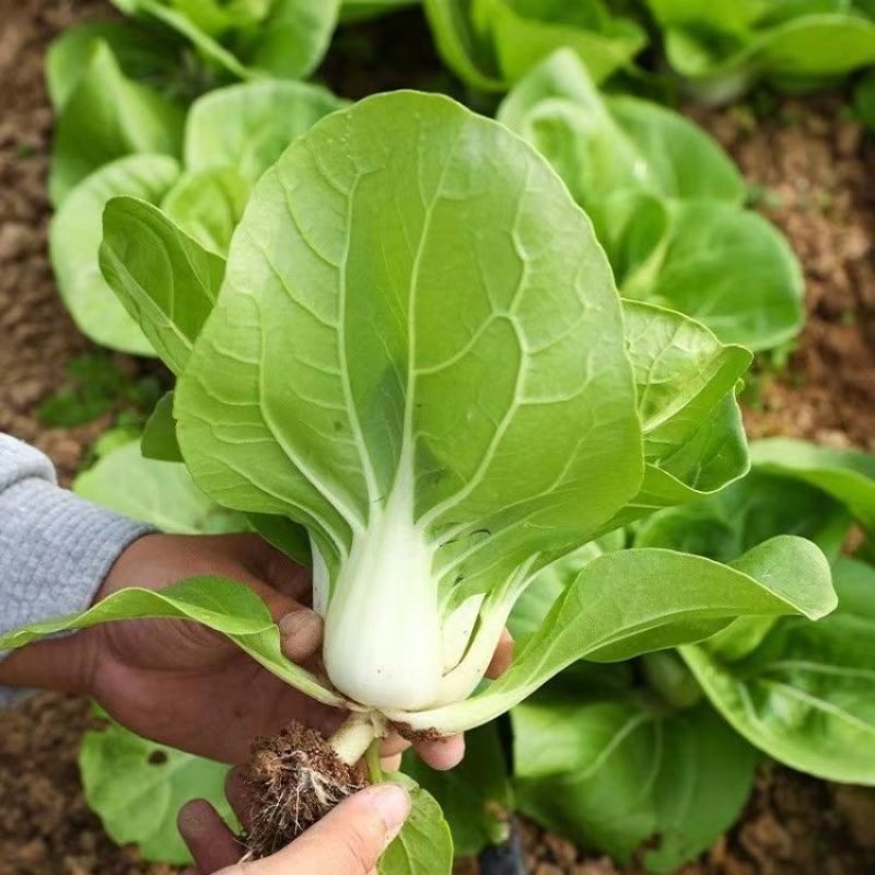 领跑二号小白菜种子不结球白菜种子白梗青菜春夏秋小颗型白菜
