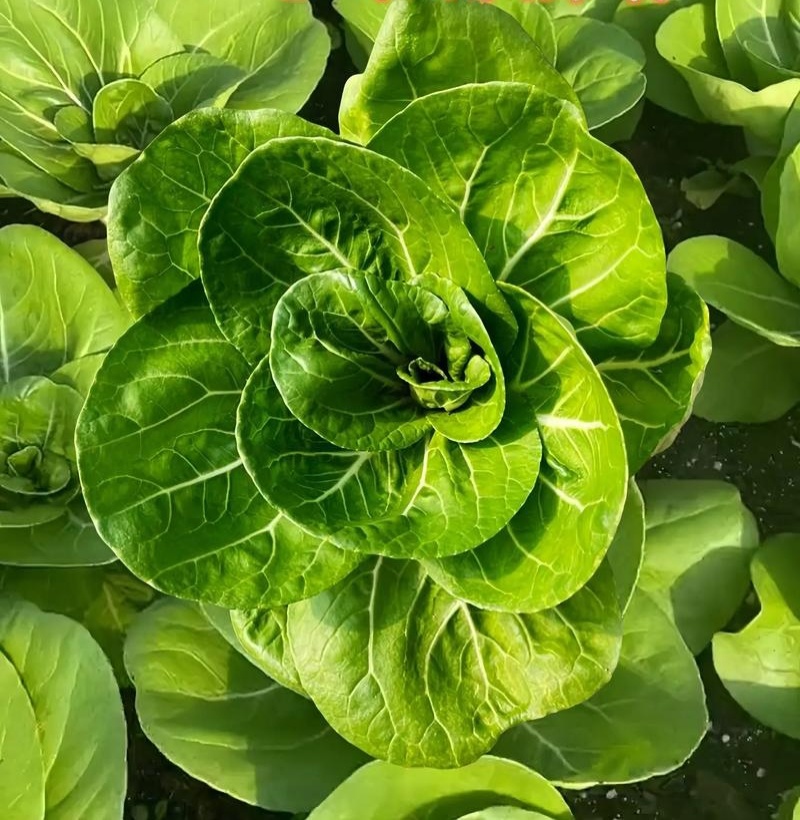 领跑二号小白菜种子不结球白菜种子白梗青菜春夏秋小颗型白菜